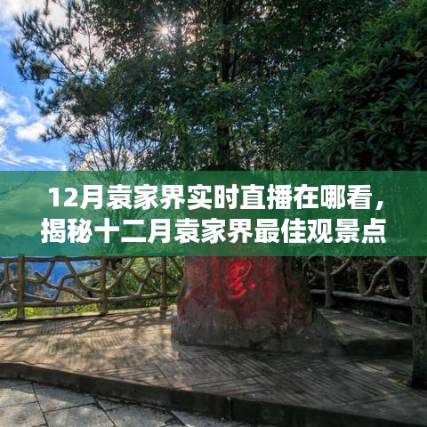 实时直播