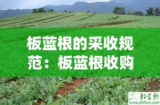 板蓝根的采收规范：板蓝根收购标准 