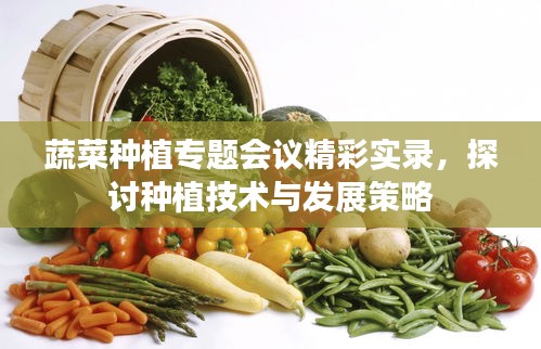 蔬菜种植专题会议精彩实录，探讨种植技术与发展策略