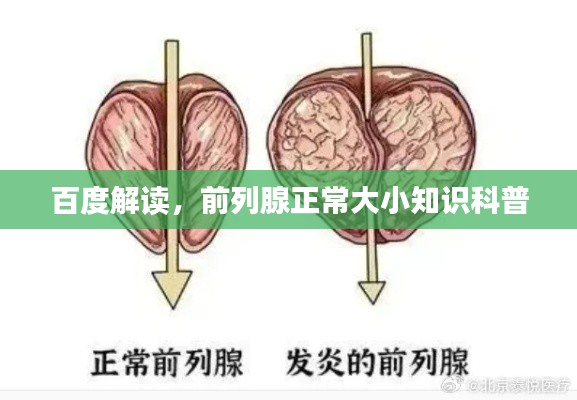 百度解读，前列腺正常大小知识科普