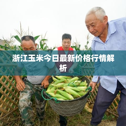 浙江玉米今日最新价格行情解析
