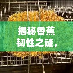 揭秘香蕉韧性之谜，为何这美味如此坚韧难以切断？